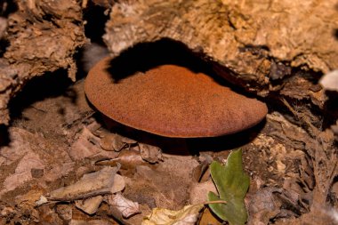Bir ağaç gövdesi üzerinde bir güzel, kırmızı, yenilebilir mantar. Lezzetli mantar meşesi kökünde büyür. Güzel mantar mantar Ansiklopedisi.