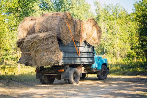 Collecting hay for the cattle. Hay harvesting for winter. Autumn mowing grass.
