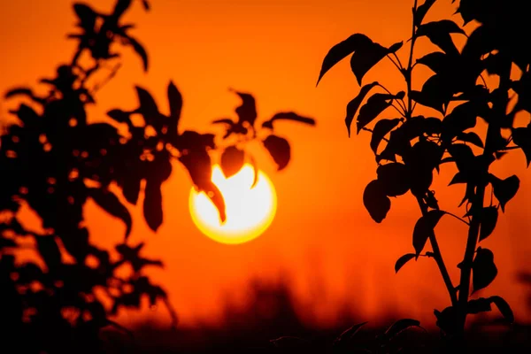 Schöner Sonnenuntergang Schöner Sonniger Sonnenaufgang Auf Dem Hintergrund Der Bäume — Stockfoto