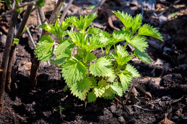 Genç bahçede nane. Ahududu bahçe altında nane. Bahçede.