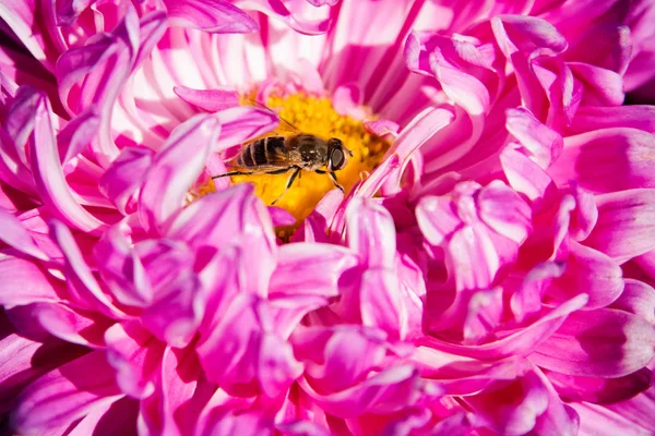 Biene Auf Einer Rosa Pfingstrose Makroaufnahmen Von Blumen Und Insekten — Stockfoto