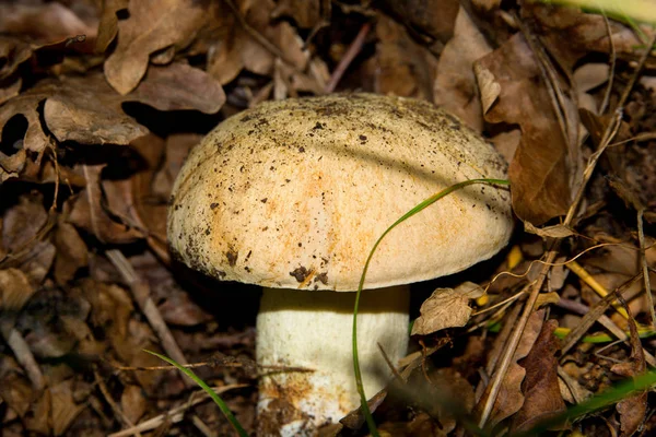 Hongo Muy Sabroso Sano Una Golosina Champiñón Medio Blanco Debajo — Foto de Stock