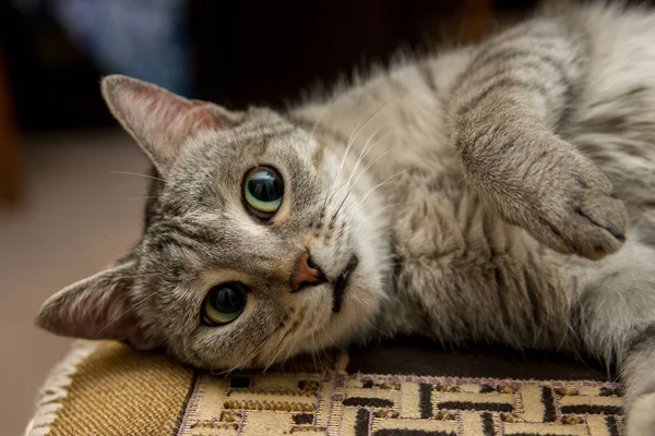 灰色の家のペット 幸せのふわふわボール 忠実な動物 椅子の上に横たわる若い猫 — ストック写真
