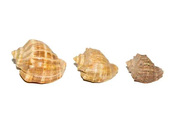 Trois Coquilles Tailles Différentes Isolé Sur Fond Blanc — Photo