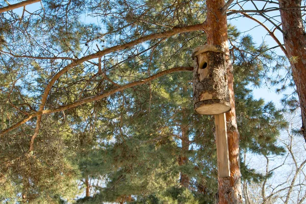 Bird feeder hanging on a tree in a coniferous forest in the Park. Bird house in the tree. Care of fauna.