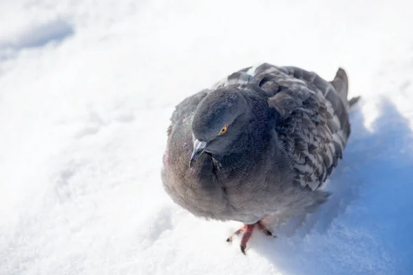 Galamb Havon Parkban Vadon Élő Madarak Téli Tél Vadállatok — Stock Fotó