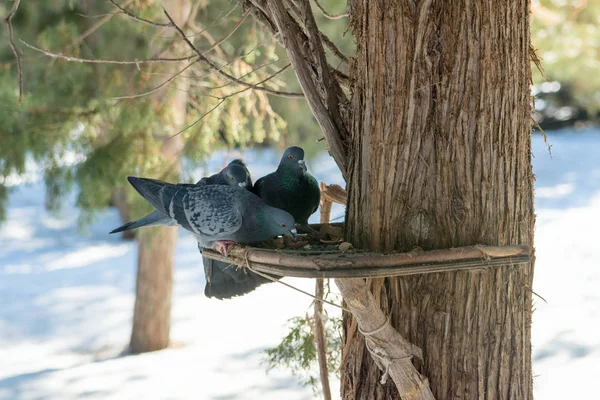 公園の木の上の鳥の餌箱の上に座ってハト トラフからフィードします 冬の公園で鳥餌をやります 動物の世話 — ストック写真