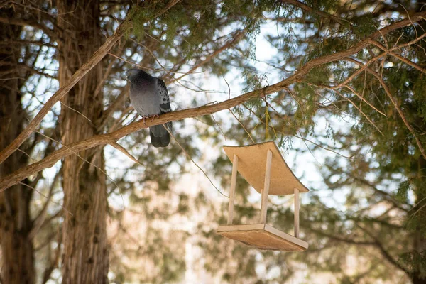 鳥の送り装置が公園の針葉樹の森の木に掛かっています 枝の上に座ってハト — ストック写真