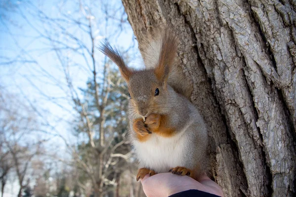 Red Eurasian Squirrel Sitting His Hand Walk Park Winter — Stock Photo, Image