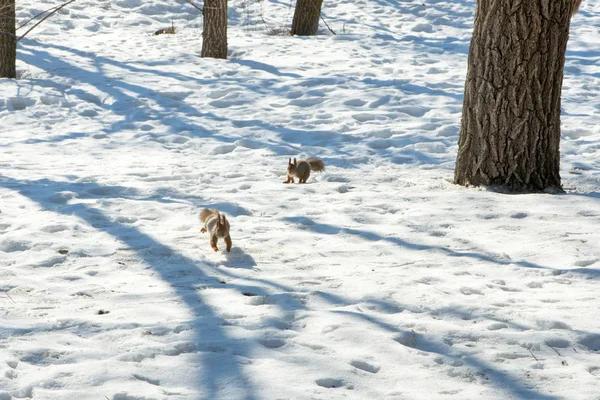ユーラシアのリスは冬の公園で雪の中で走り回る 冬の公園を歩く — ストック写真