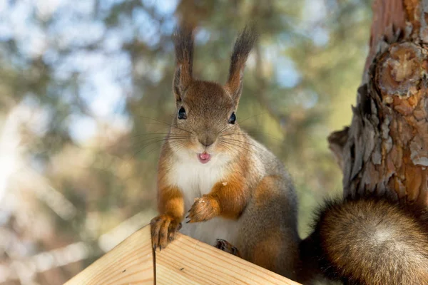 冬の公園でフィーダー上に座って赤ユーラシア 冬の公園を歩く — ストック写真