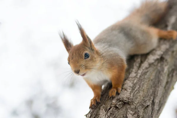 冬の公園の木にぶら下がっている赤いユーラシアのリス リスが木から切った 冬の公園を歩く — ストック写真