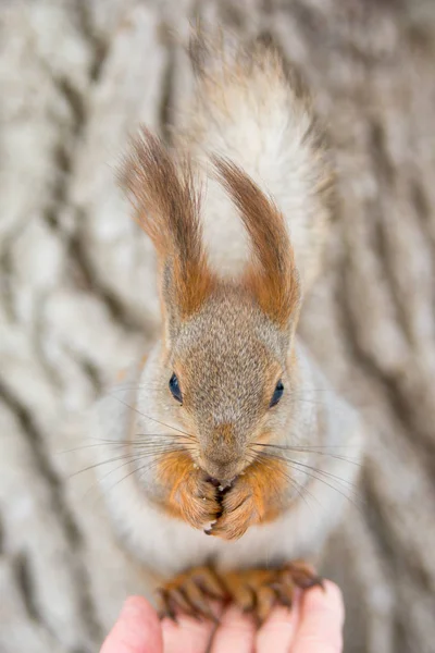 彼の手の上に座って赤ユーラシアのリス 冬の公園を歩く — ストック写真