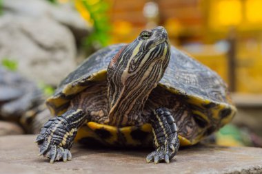 Bir taş üzerine oturan kırmızı kulaklı kaplumbağa gölet yakınındaki. Delici gözleri. Güzel bokeh.