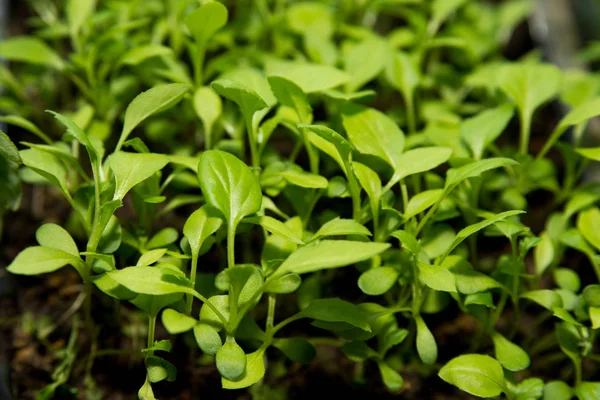 Small Seedlings Petunia Flowers Grow Tray Cultivation Seedlings Flowers — Stock Photo, Image