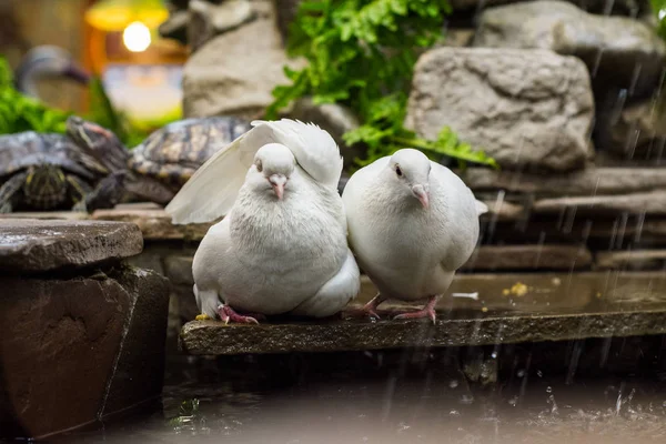 Két Galambok Szökőkút Egy Csúszka Víziteknős Állatkertben Madarak Aludni Kút — Stock Fotó