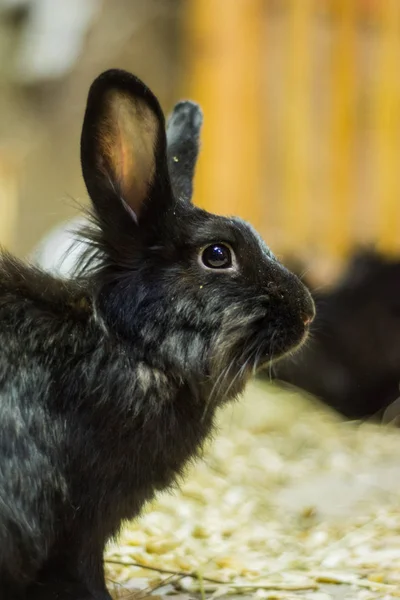 Bonito Jovem Preto Coelhinho Coelhos Numa Caneta Jardim Zoológico Criação — Fotografia de Stock