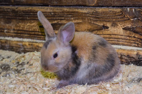 Bonito Jovem Tricolor Coelhinho Coelhos Numa Caneta Jardim Zoológico Criação — Fotografia de Stock