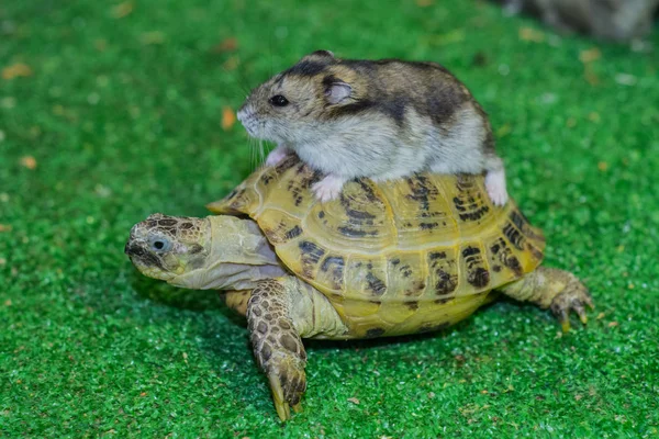 Centraal Aziatische Schildpad Djungarian Hamster Hamster Rijden Een Schildpad — Stockfoto