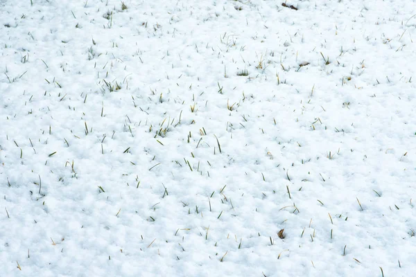 緑の芝生は 白い雪を突破します 緑の芝生は 雪の下から登場 春の融雪 — ストック写真