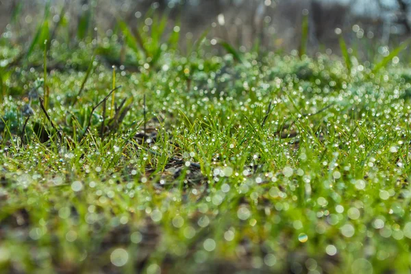 Young Green Grass Dew Drops Spring Morning Closeup — Stock Photo, Image
