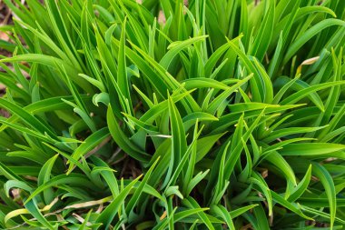 İlkbaharın başlarında lale yaprakları. Erken ilkbaharda güneşli bir havada lale yeşil genç yaprakları.