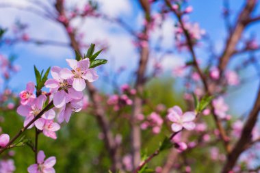 Şeftali çiçeğinin yakın çekimtam çiçeklenme. Yeşil bahçede güzel pembe şeftali çiçeği. Gül ve Pembe Şeftali Çiçeği.
