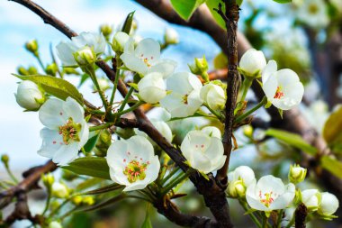 Armutun çiçekli dalı. Bahar başında armut çiçeği. Çiçekli bahar bahçesi. Çiçekler yakın plan. Bulanık arkaplan.