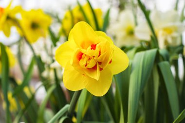 Alt köşeden sarı Nergislerin yakın çekim. Narcissus çiçekleri yeşil otlarla yakın çekim. Yumuşak odaklama.