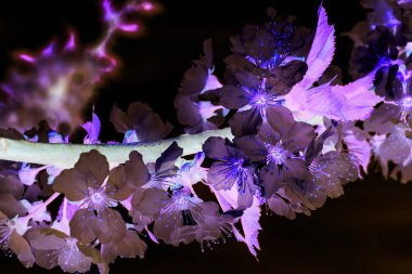 Soyutlama. Karanlık, hüzünlü ve parıltılı. Ağacın çiçekli dalı. Ağaçlar ilkbaharın başlarında çiçek açar. Çiçek açan bahar bahçesi. Çiçekler yakın çekim. Bulanık arka plan.