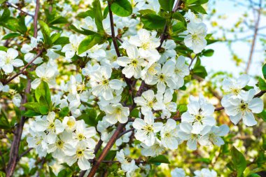 Parlak bir gökyüzü arka plan üzerinde kiraz çiçekleri. Kiraz Çiçekleri-Sakura. Arka plan.