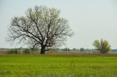 Bahar manzarası. Yeşil alanda güzel tek genç meşe ağacı. Arka planda büyük kalın eski orman.