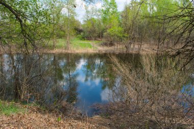 Küçük bir nehrin kıyısında ki yoğun orman. Nehrin kıyısında yaprak döken orman. Güzel orman manzara.