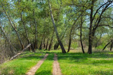 Yaprak döken ormanda güzel manzara. Ormanın içinden geçen yol. Yol, yaprak döken yoğun bir ormandan geçiyor. Düşmüş aspen ağacı. Fotoğraf Duvar Kağıtları Orman ekran koruyucu.