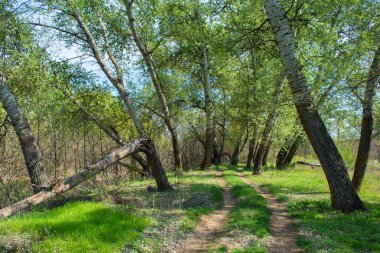 Yaprak döken ormanda güzel manzara. Kalın aspen ormanı. Yol ormanın içinden geçiyor. Yol, yaprak döken yoğun bir ormandan geçiyor. Düşmüş aspen ağacı.