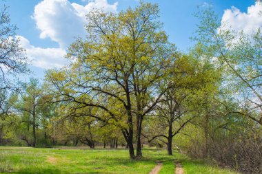 Yaprak döken ormanda güzel manzara. Yoğun karışık orman. Yol, yaprak döken yoğun bir ormandan geçiyor. Beyaz bulutlarla mavi gökyüzü. Dünya yolu.