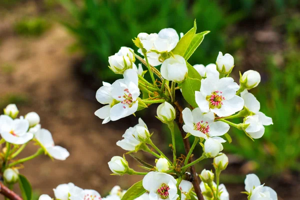 Flowering branch of pear. Pear blossom in early spring. Blooming spring garden. Flowers close-up. Blurred background.