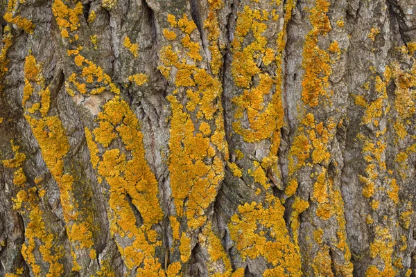 Corteza Árbol Arce Con Musgo Cerca Textura Corteza Árbol Madera —  Fotos de Stock