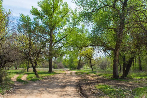 Beautiful landscape in deciduous forest. Dense mixed forest. The road goes through a dense deciduous forest. Dirt road.