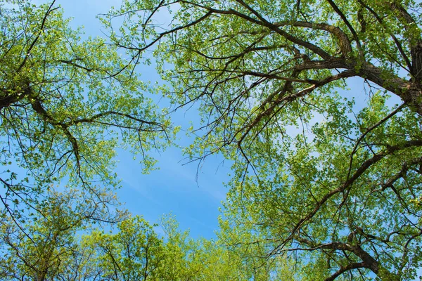 Fondo Salvapantallas Árboles Caducos Brillante Luz Del Sol Iluminando Los —  Fotos de Stock