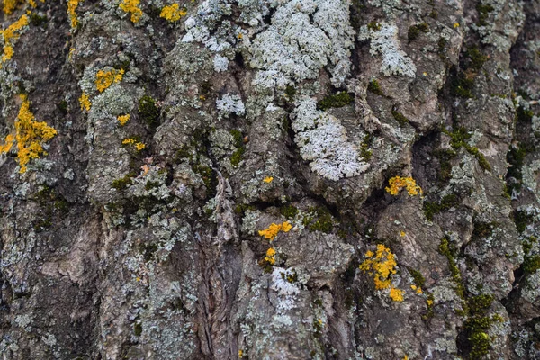 Corteza Árbol Con Musgo Cerca Textura Corteza Árbol Madera Vieja —  Fotos de Stock