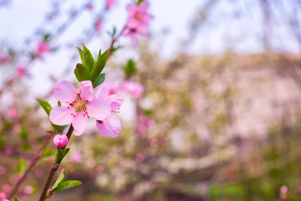 Tận hưởng vẻ đẹp tinh tế của những bông hoa kết hợp hoàn hảo giữa vỏ hạnh nhân và cánh hoa mềm mại. Điều này sẽ đem lại sự thư thái và cảm giác thích thú cho bạn.