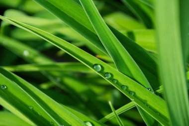 Yeşil çimenlerin üzerine su damlaları. Makro fotoğraf. Seçici odaklama, sığ alan derinliği.