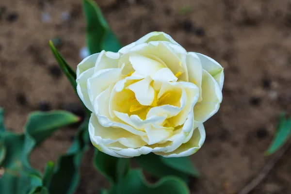 Nahaufnahme Einer Teilweise Offenen Weißen Tulpe Mit Gelbem Zentrum Eine — Stockfoto