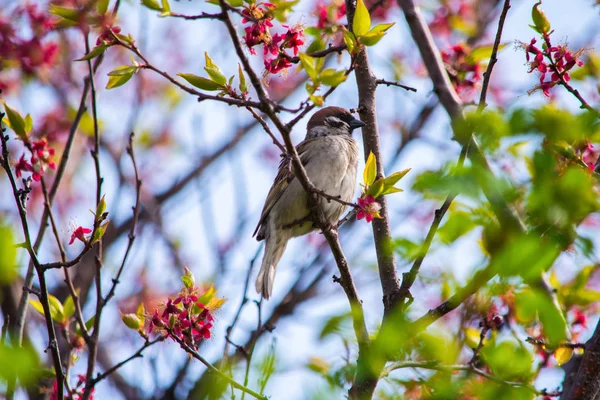 Pták Spararrow Sedí Větvi Kvetoucího Meruňku Pták Blízko Vrabec Leží — Stock fotografie