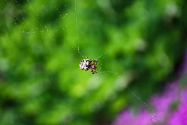 Spider sits of its web. The female spider sits on the background colors.