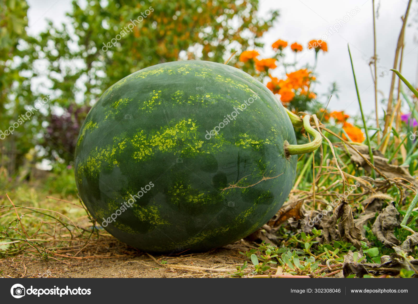 Watermelon Garden Outdoors Ripe Watermelon Garden Ripe Juicy