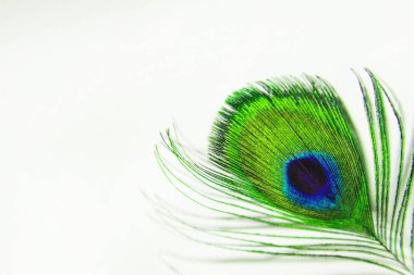 Tavus kuşu tüyü yakın çekim. Beyaz bir kâğıt üzerinde yeşil tüylü tavus kuşu. Beyaz arka planda tavus kuşu tüyü yakın çekim - Blur.