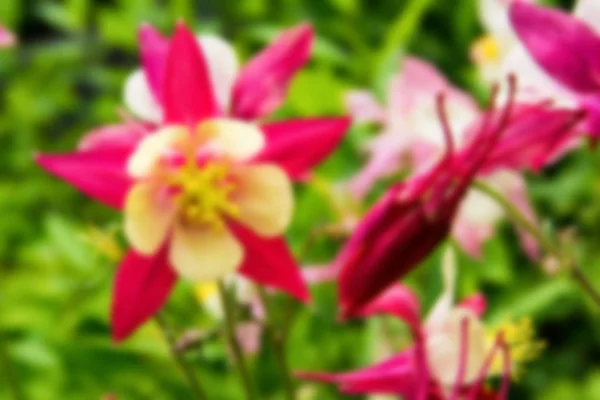 Schönen Blumigen Verschwommenen Hintergrund Floraler Bildschirmschoner Für Eine Postkarte Weichzeichner — Stockfoto
