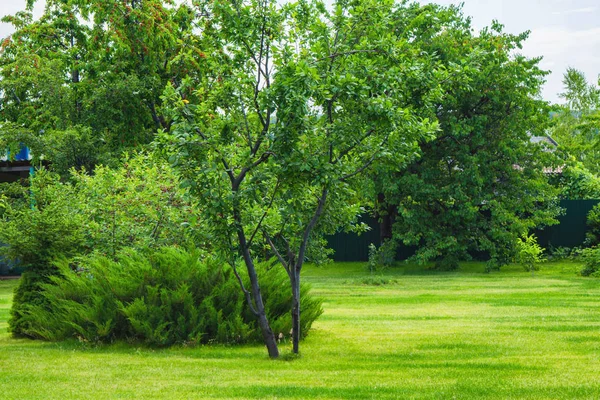 Landscape design of the garden plot. Fenced yard with lawn, bushes and trees.